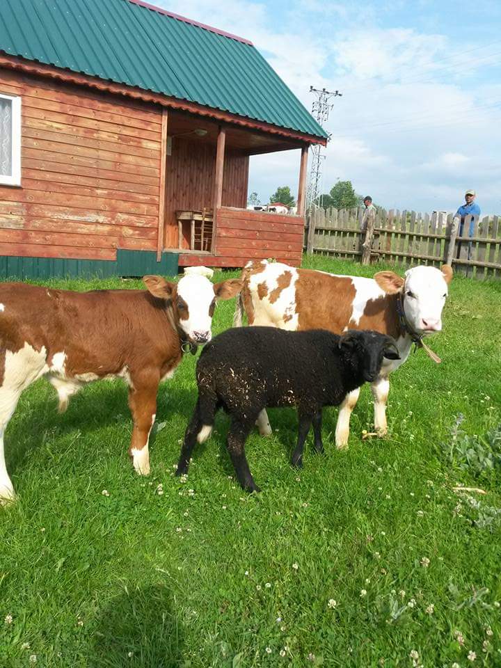 Akyazı Zirve Veteriner Kliniği